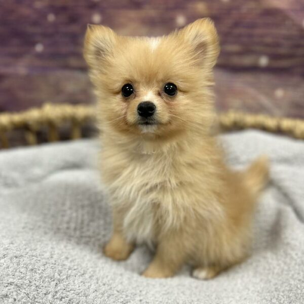 Pomeranian-DOG-Female-Orange-4739-Petland Woodlands, TX