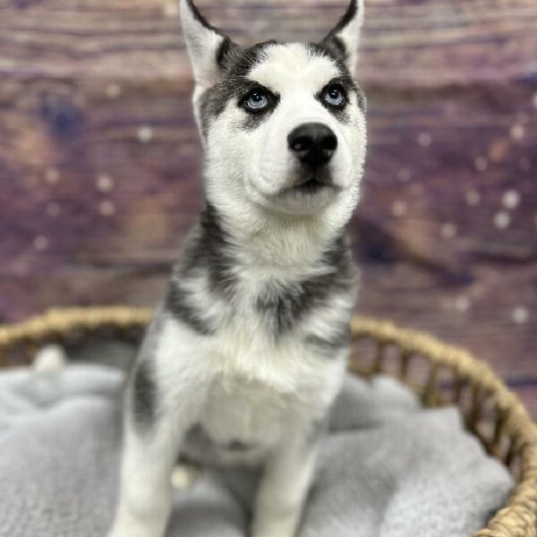 Siberian Husky-DOG-Male-Black Grey and White-4737-Petland Woodlands, TX