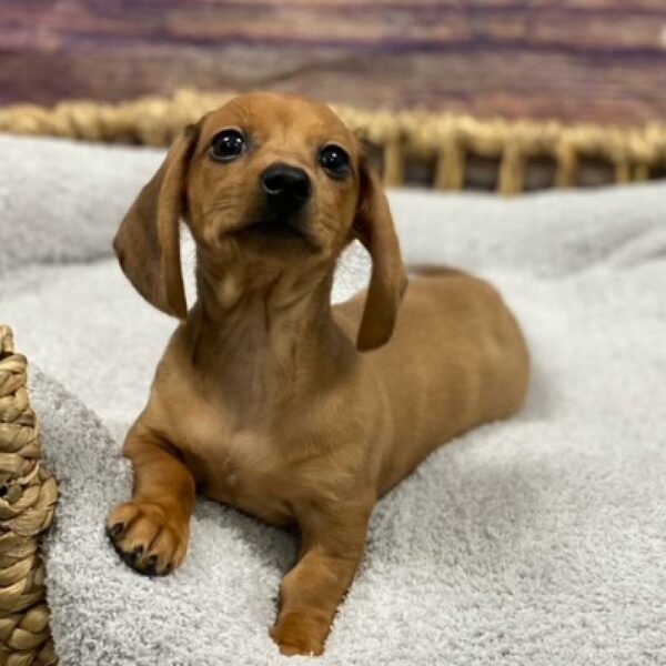 Dachshund-DOG-Male-rd-4752-Petland Woodlands, TX