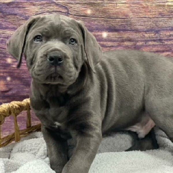 Cane Corso-DOG-Male-bl-4763-Petland Woodlands, TX