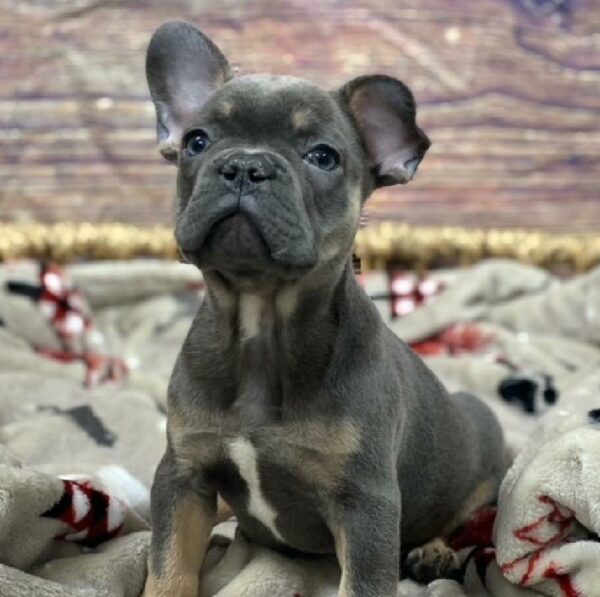 French Bulldog-DOG-Male-bl-4658-Petland Woodlands, TX
