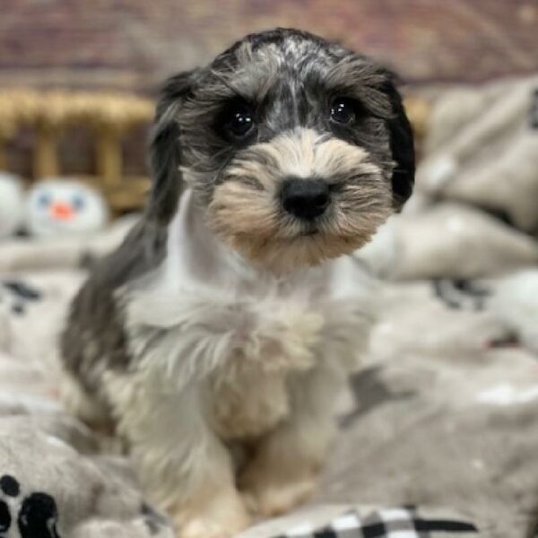 Mini Schnauzer-DOG-Female-bl mrl , prti-4670-Petland Woodlands, TX