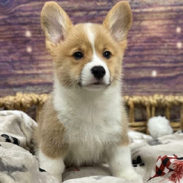 Pembroke Welsh Corgi-DOG-Male-rd & wh-4684-Petland Woodlands, TX
