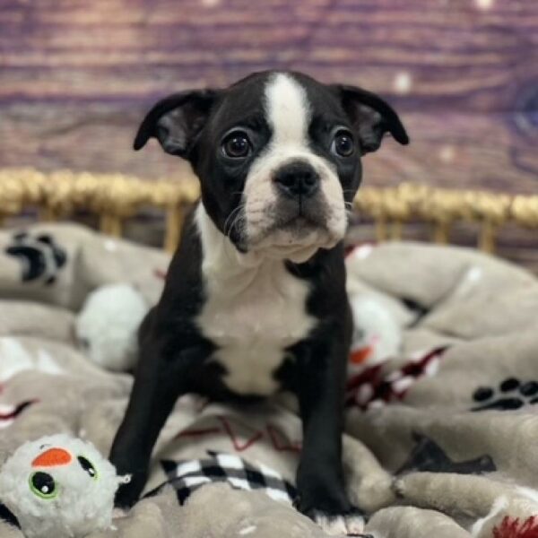 Boston Terrier-DOG-Male-Black and White-4687-Petland Woodlands, TX