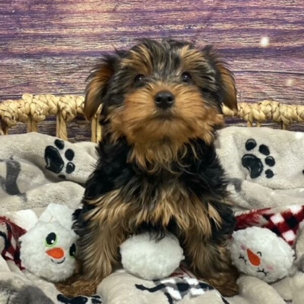 Yorkie-DOG-Male-Black and Tan-4690-Petland Woodlands, TX