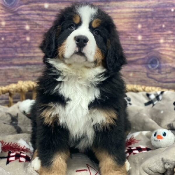 Bernese Mountain Dog-DOG-Male-tri-4696-Petland Woodlands, TX