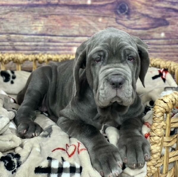 Neapolitan Mastiff-DOG-Female-bl-4701-Petland Woodlands, TX
