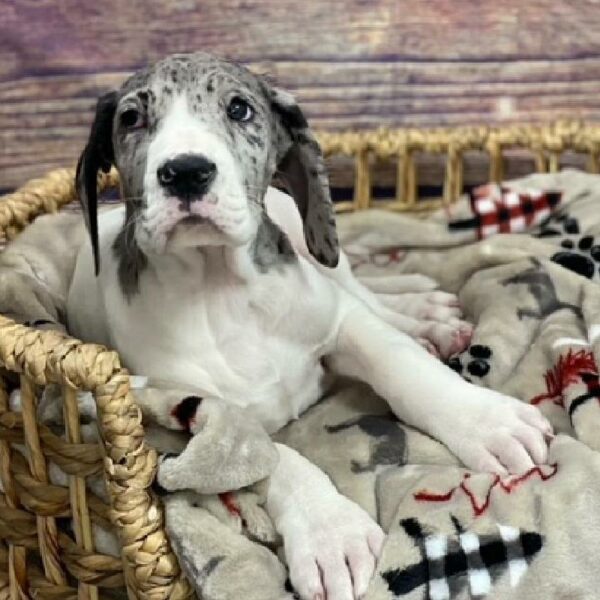 Great Dane-DOG-Female-bl hrqn-4703-Petland Woodlands, TX