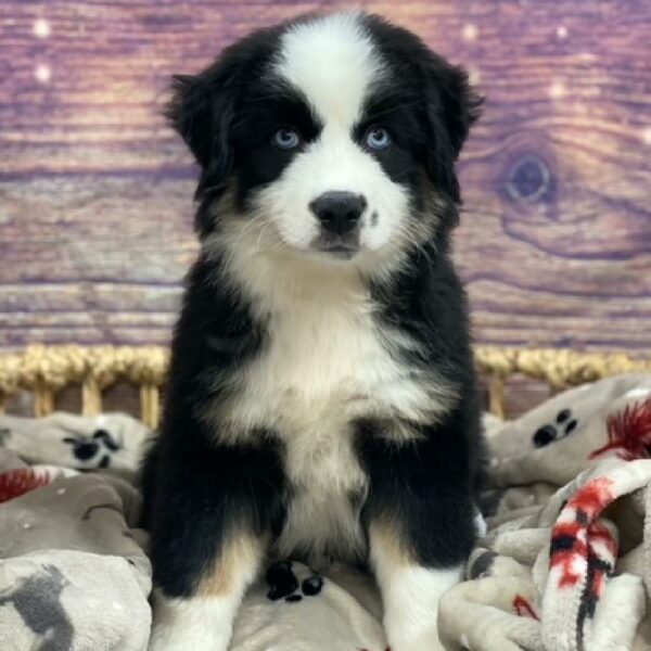 Miniature Australian Shepherd-DOG-Male-tri-4702-Petland Woodlands, TX