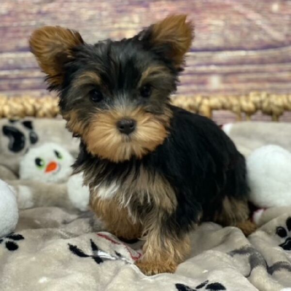Yorkie-DOG-Female-blk & tn-4698-Petland Woodlands, TX