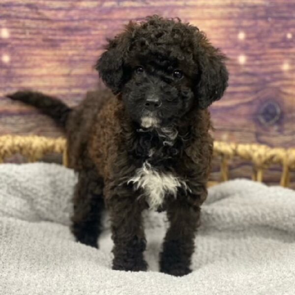 Cockapoo-DOG-Male-choc mrl-4717-Petland Woodlands, TX
