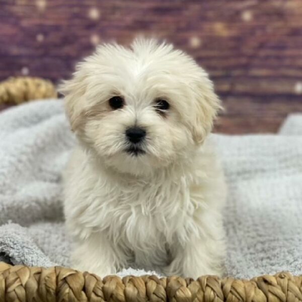 Lhasa Apso-Maltese-DOG-Female-Gold-4723-Petland Woodlands, TX