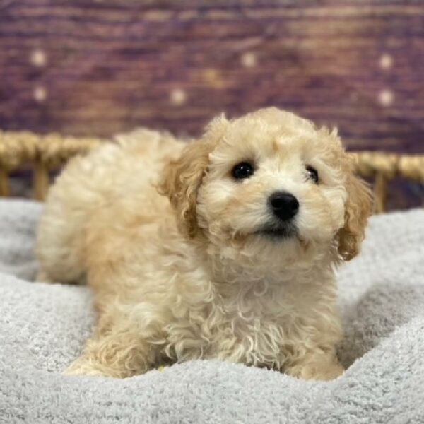 Bichon-Poodle-DOG-Female-Cream-4720-Petland Woodlands, TX