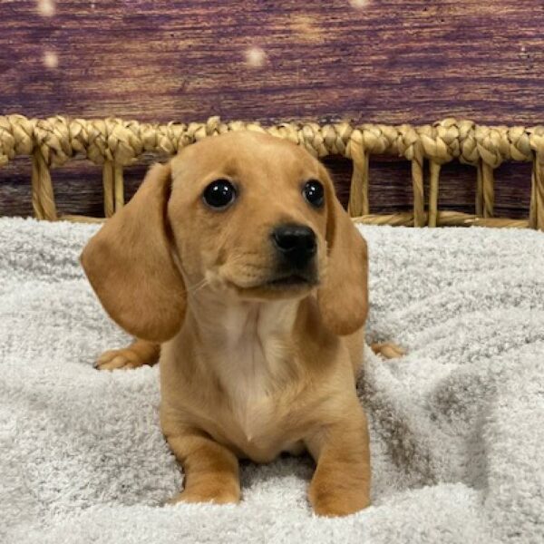 Dachshund-DOG-Female-tn-4729-Petland Woodlands, TX