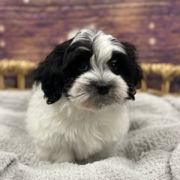 Coton De Tulear-DOG-Male-blk & wh-4731-Petland Woodlands, TX