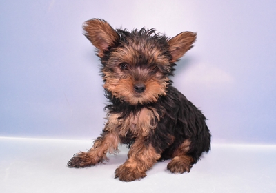 Yorkie-DOG-Male-Black and Tan-4738-Petland Woodlands, TX