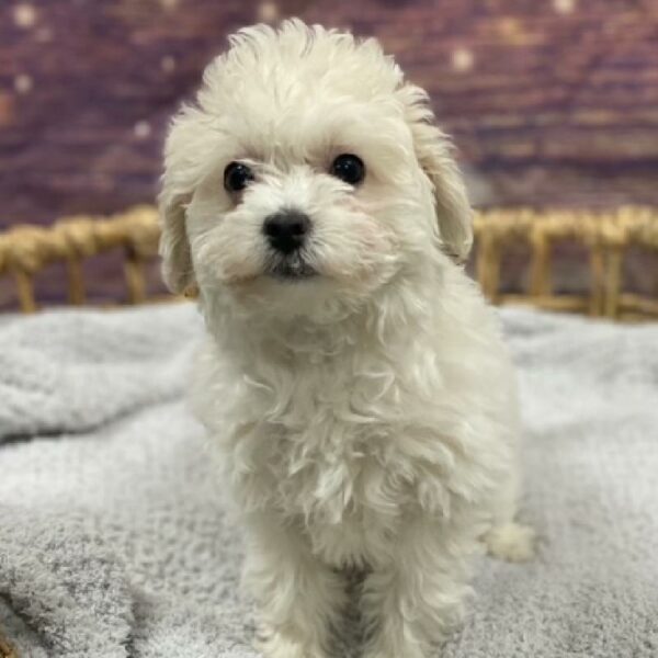 Bichon-Poodle-DOG-Female-apct-4749-Petland Woodlands, TX