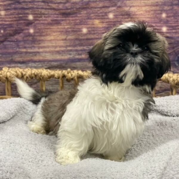 Shih Tzu-DOG-Male-gld & wh-4743-Petland Woodlands, TX