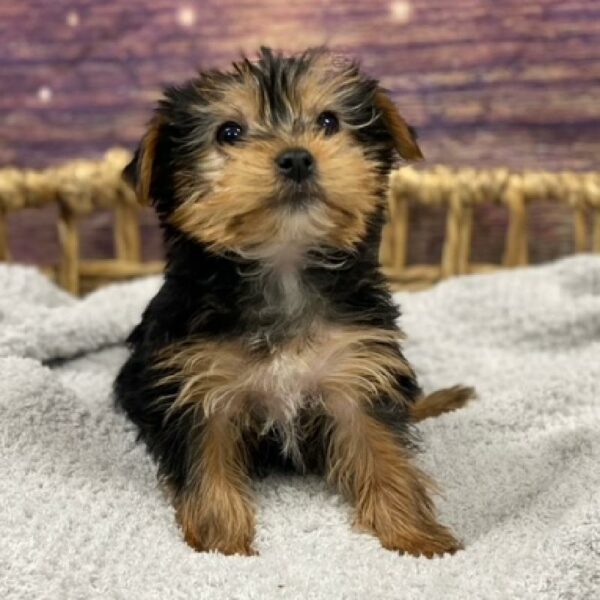 Yorkie-DOG-Female-blk & tn-4740-Petland Woodlands, TX