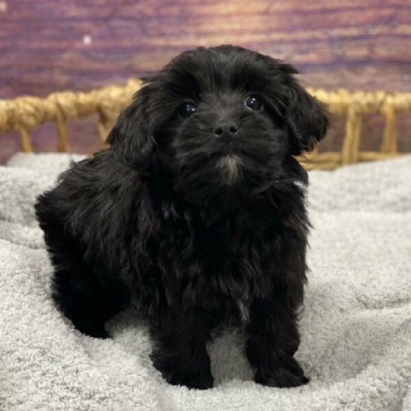 Yorkie-Poo-DOG-Female-blk-4742-Petland Woodlands, TX