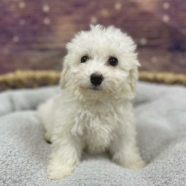 Bichon-DOG-Female-White-4736-Petland Woodlands, TX