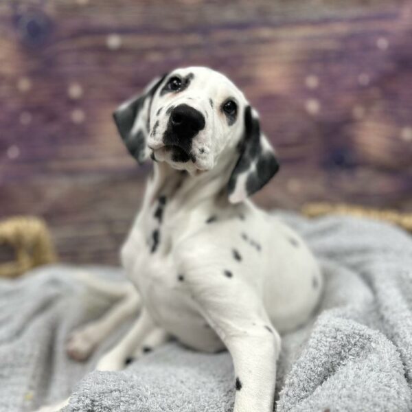 Dalmatian-DOG-Male-White and Black-4735-Petland Woodlands, TX