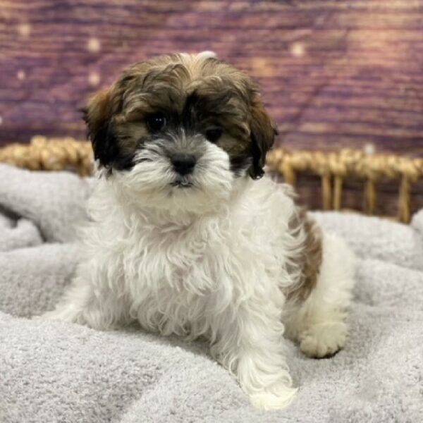 Teddy Bear-DOG-Female-wh & br-4755-Petland Woodlands, TX