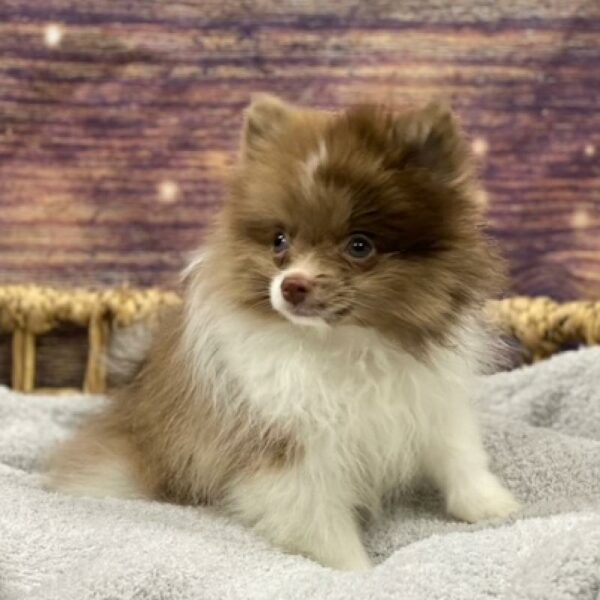 Pomeranian-DOG-Male-choc mrl ,prti-4757-Petland Woodlands, TX