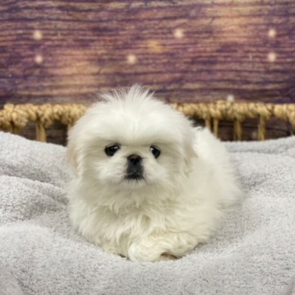Pekingese-DOG-Male-wh-4758-Petland Woodlands, TX