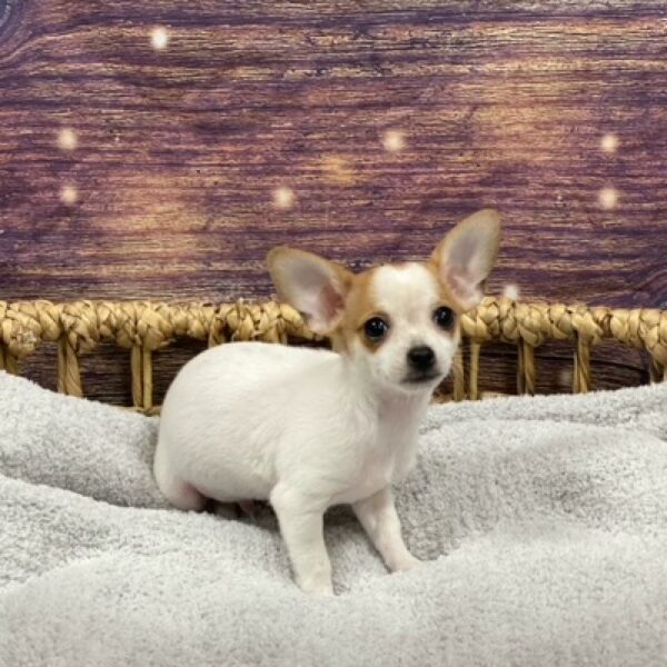 Chihuahua-DOG-Male-rd, fn mkgs-4761-Petland Woodlands, TX