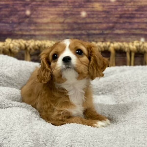 Cavalier King Charles Spaniel-DOG-Female-rby-4762-Petland Woodlands, TX