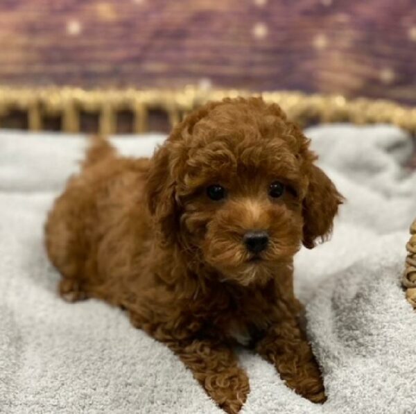 Mini Poodle-DOG-Female-rd-4756-Petland Woodlands, TX