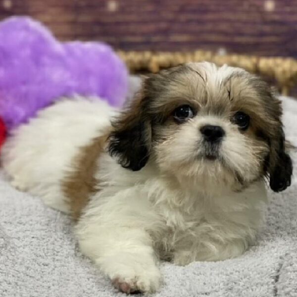 Shih Tzu-DOG-Male-Gold and White-4766-Petland Woodlands, TX