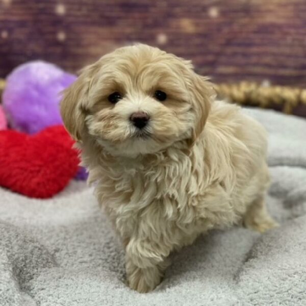 Maltipoo-DOG-Male-cr-4767-Petland Woodlands, TX