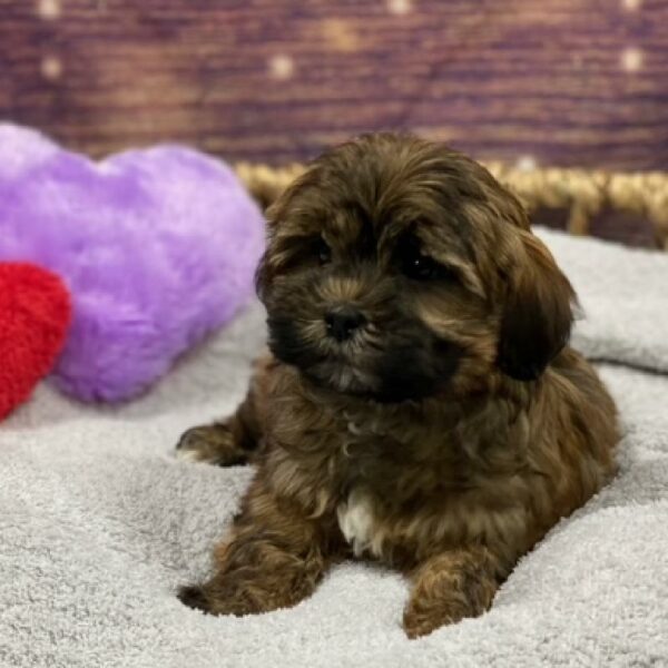 Havanese-Shih Tzu-DOG-Female-brdl-4769-Petland Woodlands, TX