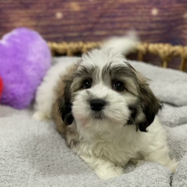 Havanese-DOG-Male-chlt, prti-4770-Petland Woodlands, TX