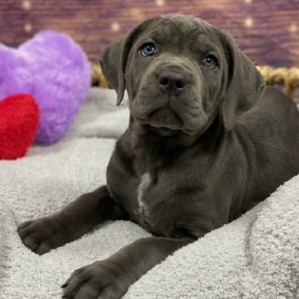 Cane Corso-DOG-Female-bl-4774-Petland Woodlands, TX