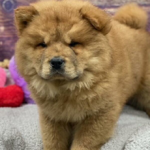 Chow Chow-DOG-Male-rd-4771-Petland Woodlands, TX