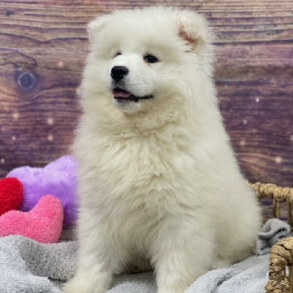 Samoyed-DOG-Female-wh-4787-Petland Woodlands, TX
