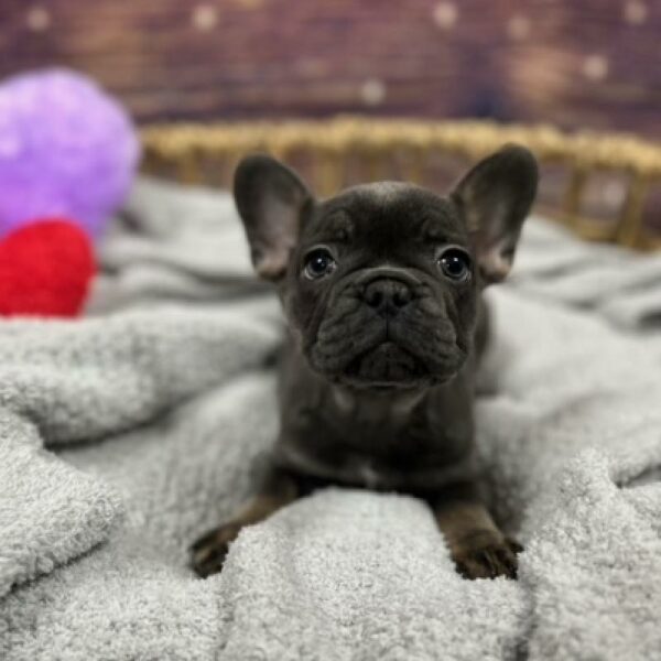 French Bulldog-DOG-Female-Blue and Tan-4776-Petland Woodlands, TX