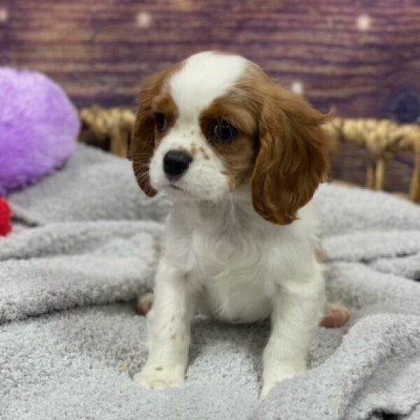 Cavalier King Charles Spaniel-DOG-Male-bheim-4773-Petland Woodlands, TX