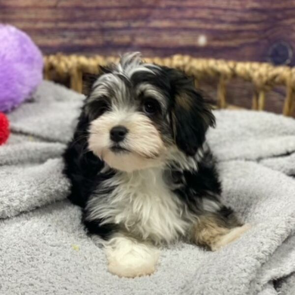 Havanese-DOG-Male-Black and Tan-4778-Petland Woodlands, TX