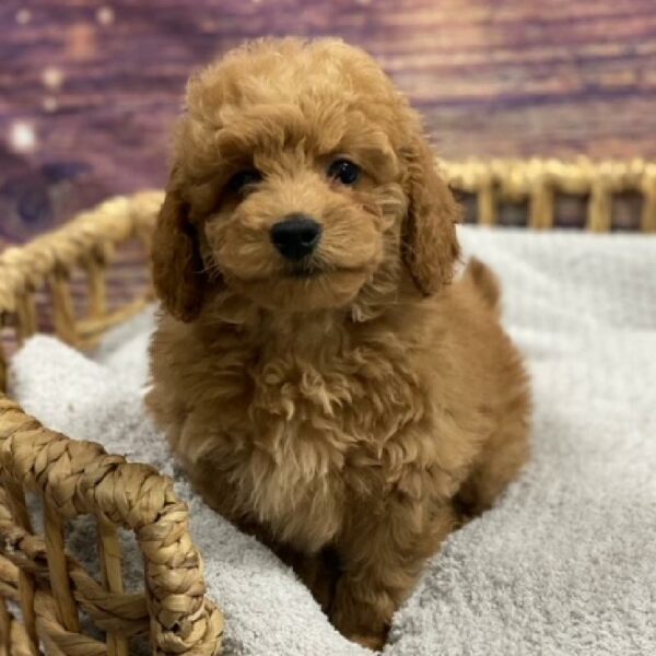 Mini Goldendoodle-DOG-Male-rd-4803-Petland Woodlands, TX