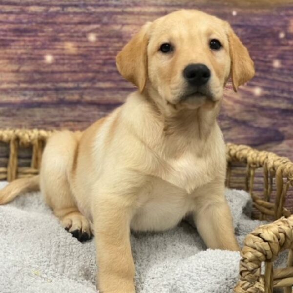 Labrador Retriever-DOG-Male-Yellow-4791-Petland Woodlands, TX