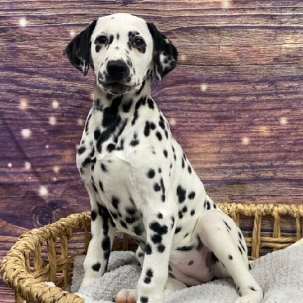 Dalmatian-DOG-Female-wh & blk-4804-Petland Woodlands, TX