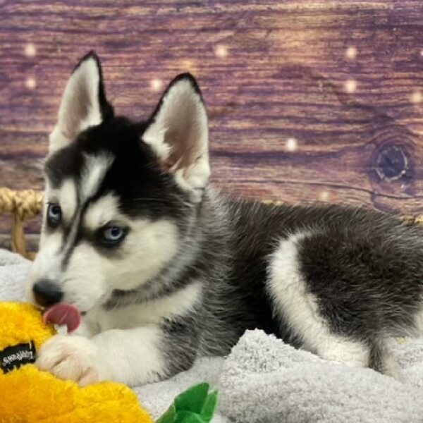 Siberian Husky-DOG-Male-bk & wh-4799-Petland Woodlands, TX