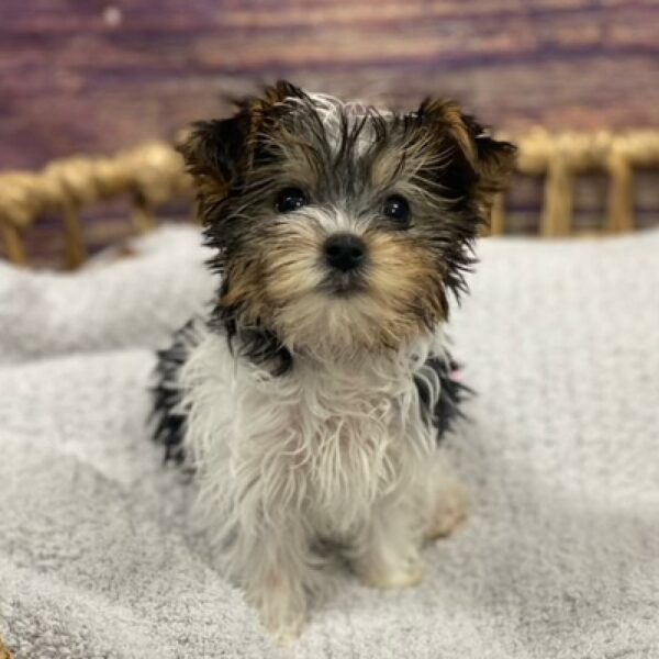 Yorkie-DOG-Female-Black Tan and White-4797-Petland Woodlands, TX