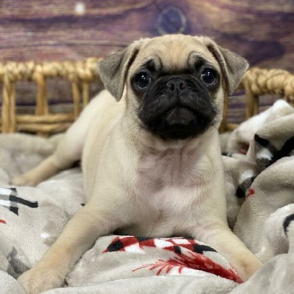 Pug-DOG-Female-fn-4683-Petland Woodlands, TX