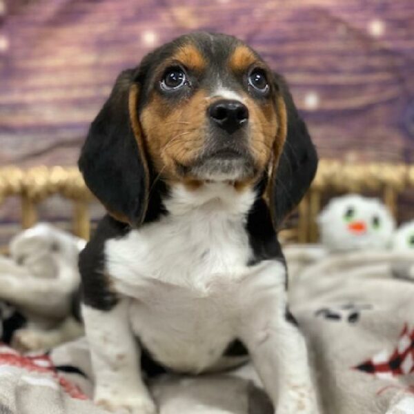 Beagle DOG Male Black White and Tan 4679 Petland Woodlands, TX