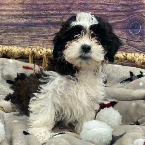 Teddy Bear-DOG-Female-Black and White-4689-Petland Woodlands, TX
